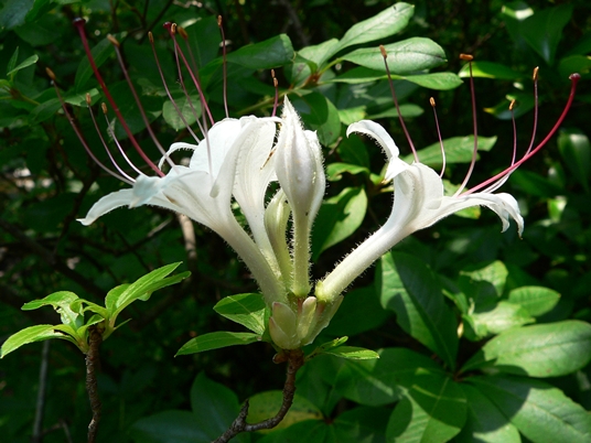 {Rhododendron arborescens}